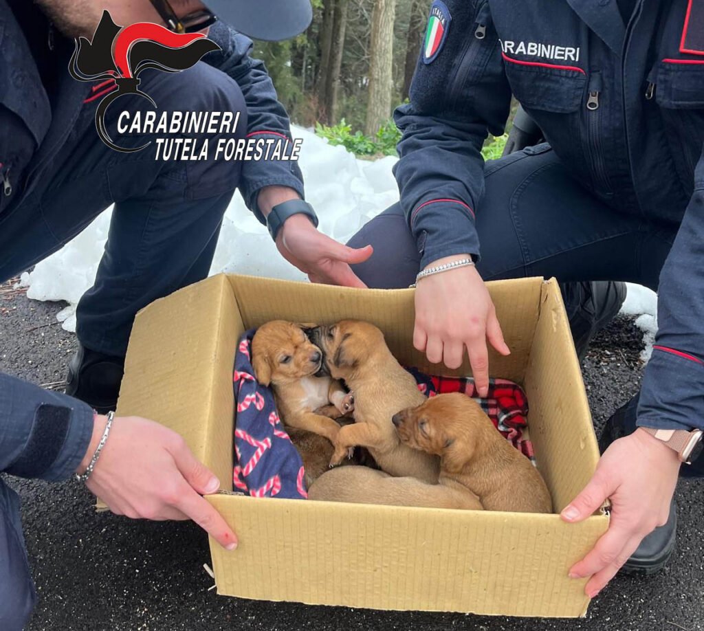 Carabinieri salvano cuccioli di cane abbandonati al freddo