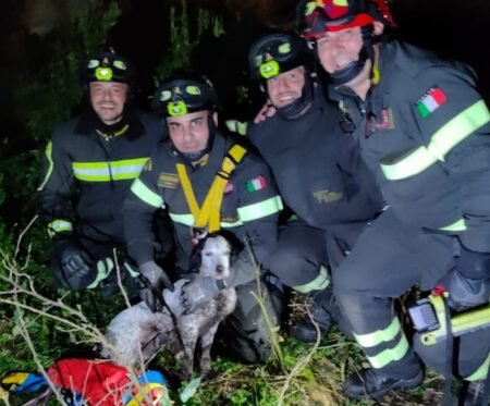 Cane setter recuperato dai vigili del fuoco di Avellino