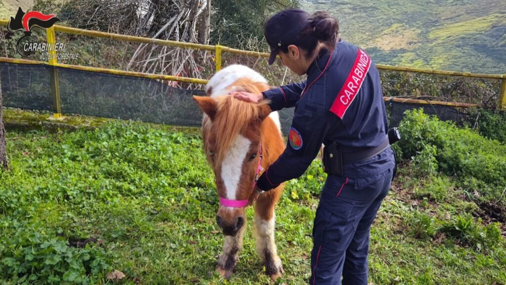 Pony salvati dai carabinieri