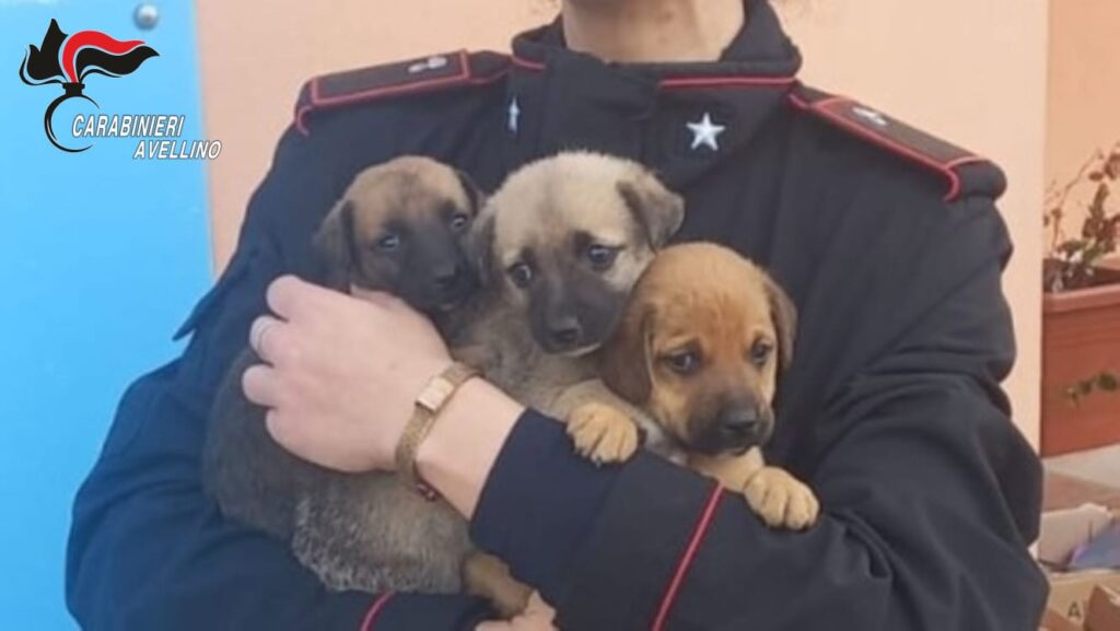 Carabinieri salvano tre cuccioli a Marzano di Nola