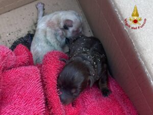cuccioli salvati dai vigili del fuoco a Torrette di Mercogliano