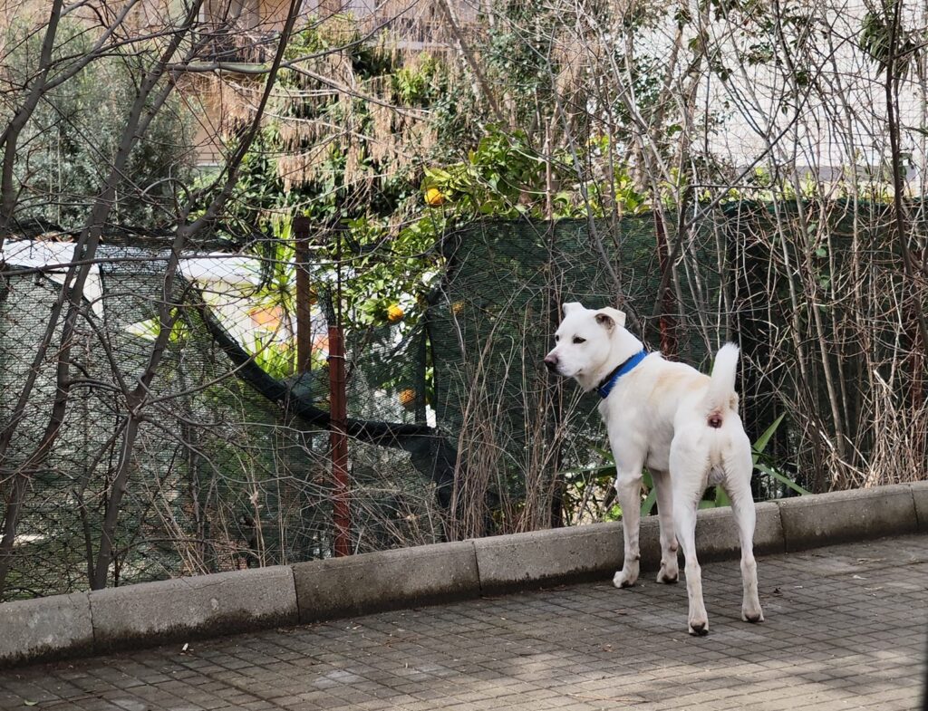 cane senza guinzaglio