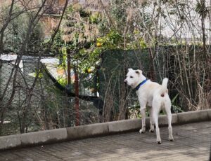 cane senza guinzaglio