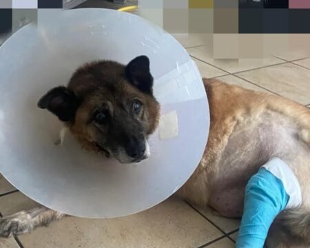 Pippo, cane di quartiere, Avellino