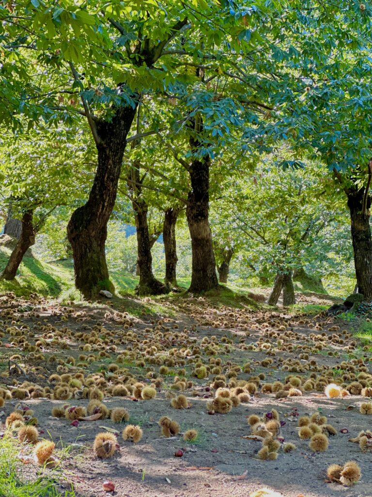 Cuore di Castagna: viaggio nel regno IGP di Serino
