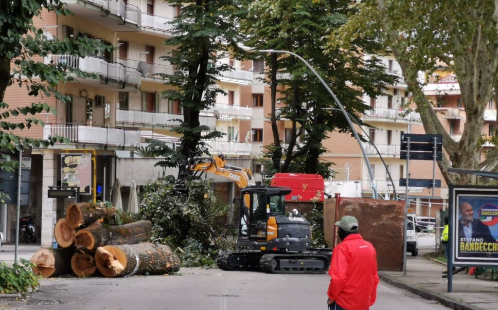 Via Tagliamento alberi abbattimento