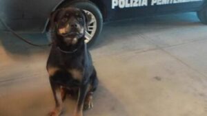 Carcere di Salerno, individuato hashish nascosto grazie al fiuto del cane antidroga Spike