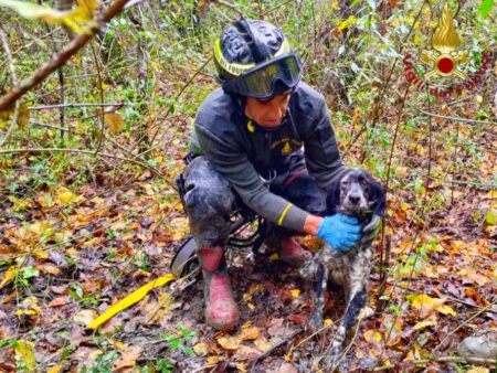 cane da caccia setter salvato dai vigili del fuoco di bisaccia