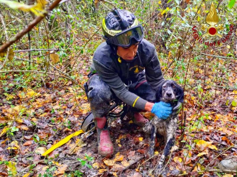 cane da caccia setter salvato dai vigili del fuoco di bisaccia
