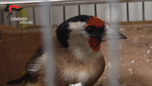 Carabinieri cardellino sequestro