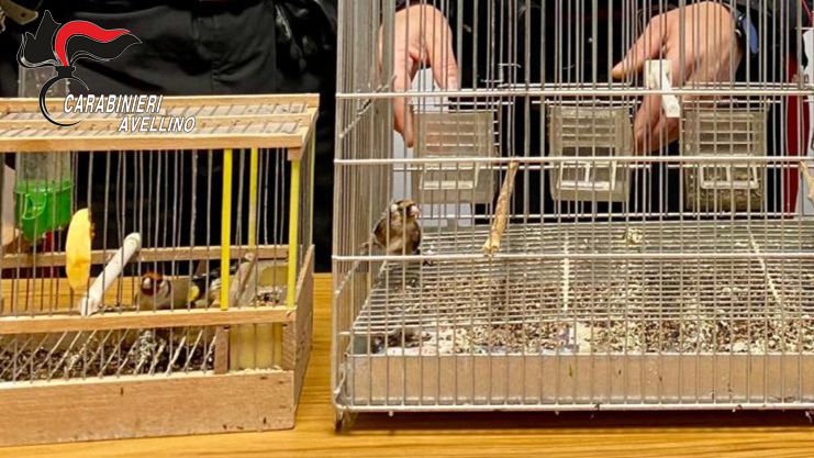 Maltrattamento di cardellini, nei guai 40enne di Solofra: uccelli affidati dai carabinieri al Centro recupero animali selvatici Carabinieri sequestro cardellini Solofra