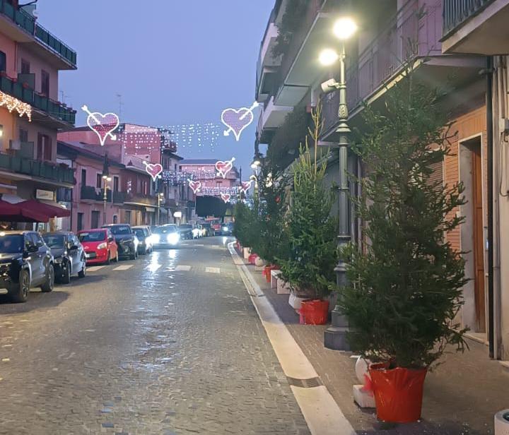 40 abeti donati al Comune per il Natale che resteranno per il verde paesaggistico