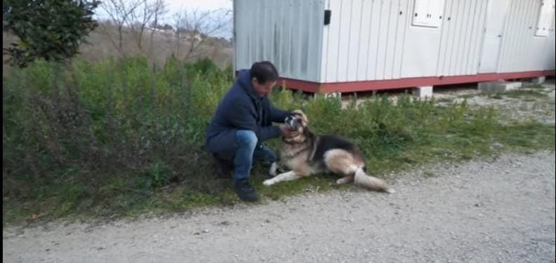 Avellino, “Bella” rianima Aldo e gli salva la vita. La storia del cane eroe