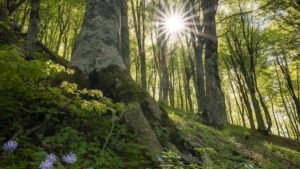 Lioni patrimonio boschivo