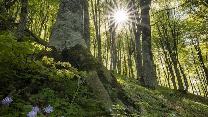 Lioni patrimonio boschivo