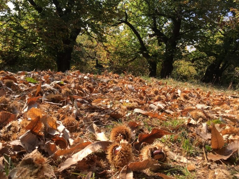 I castagneti rischiano di scomparire: appello dell’Uncem, che propone un piano per salvarli
