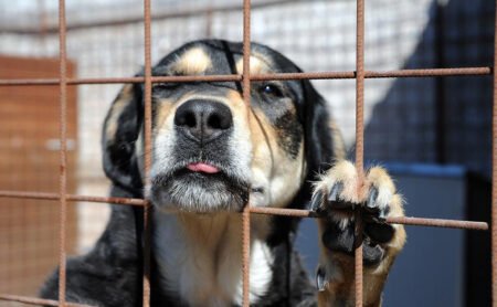 Cane impiccato a Montemiletto, taglia di mille euro sui torturatori cane