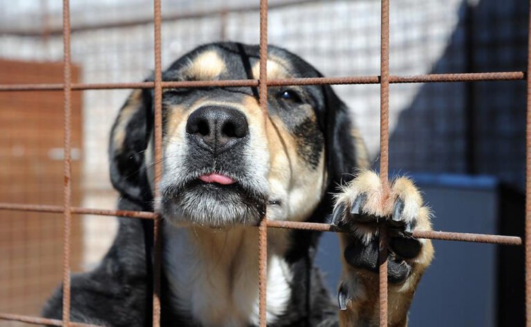 Cane impiccato a Montemiletto, taglia di mille euro sui torturatori cane